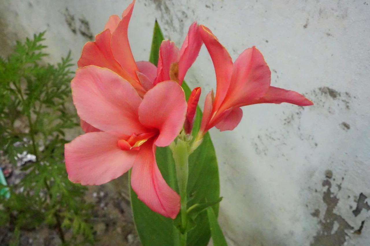 Homestay Minh Tu Hue Dış mekan fotoğraf